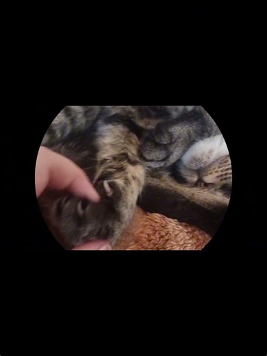 делаю свойи котам и кошкам эдит 100 дней 2/100