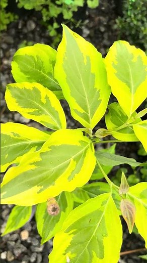 Cornus kousa 'Celestial Shadow' White Variegated Chinese Dogwood