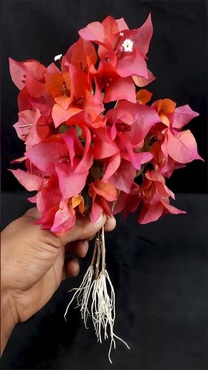 Grow Bougainvillea from cuttings Easy Method | How to grow bougainvillea