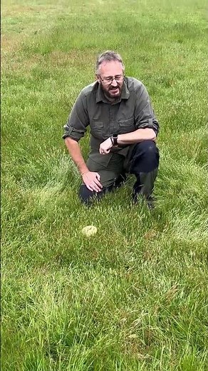 🍄 Puffball Mushrooms – How to Identify & Use Them! | The Bushcraft Man