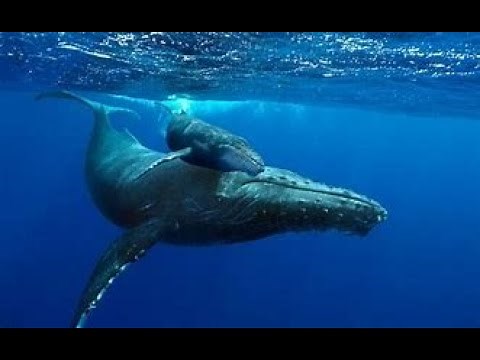 Baleine reproduction