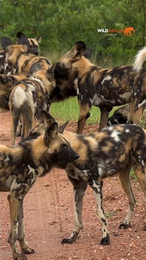 TRAPPED HYENA: THE CLAN RESCUE! #wildanimals #wildlife | African Wildlife