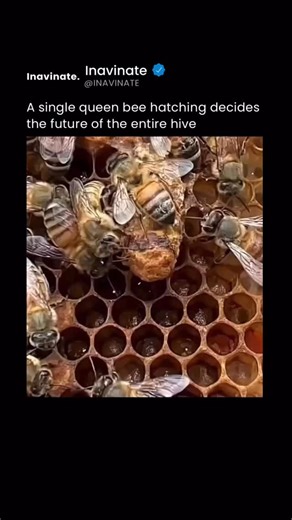 Inavinate on Instagram: "A queen bee hatching is one of the most remarkable moments in the life of a hive. Inside a special cell—larger than all the others—the young queen develops while being fed royal jelly, a nutrient-rich substance produced by worker bees. This exclusive diet triggers profound biological changes, allowing her to grow larger and stronger than any other bee and become the only one capable of laying eggs. When she finally chews her way out of the cell, the entire rhythm of the