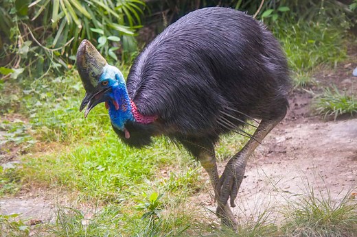 The Mystery of the Cassowary’s Casque