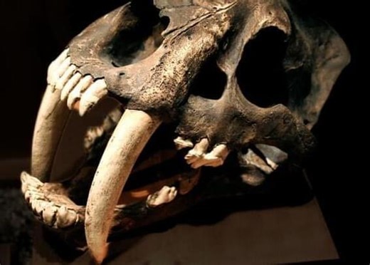 Study Reveals Why Saber Teeth Evolved Repeatedly in Prehistoric Predators – Lifeboat News: The Blog