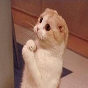 363K views · 2.7K shares | It's TIME for SUPER LAUGH! - Best FUNNY CAT videos | Cats so Fun | Facebook