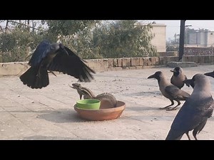 "Squirrel Crashes Crows' feeding Time 😂 | Funniest Animal Intteruption EVER!"