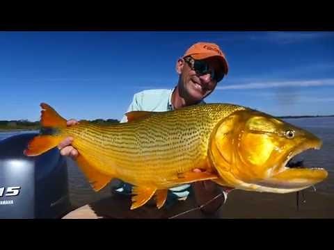 Golden Dorado Fishing, Argentina
