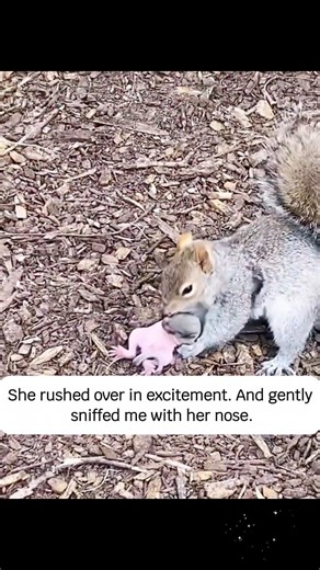 4.4K views · 59 reactions | Strange Sign By The Garden The Squirrel Leads Me - The Way To Where Help Is Needed, And Now #animals #rescue #animallovers #humanity #reel2025 | Simone Stanton | Facebook