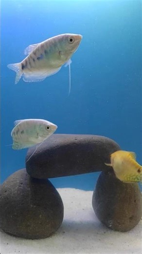 beginner Fish tank setup