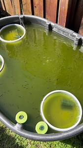 Black Medaka Ricefish breeding in 100% Mountain Dew! 😂 #medaka #ricefish #pond #dakuaquatics #fishkeeping #aquarium #aquariumhobby #fish #aquascape #freshwateraquarium #aquariumfish #plantedtank #aquariums #tropicalfish #fishkeeper #aquascaping #aquariumlife #plantedaquarium #nanofish #aquariumsofinstagram #freshwaterfish #freshwatertank #aquascaper #natureaquarium #freshwater #fishofinstagram #nature #nanotank #fishroom | Daku Aquatics