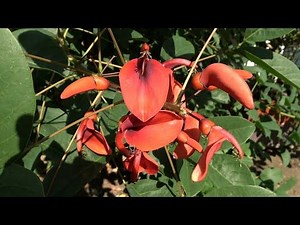 A Large Erythrina in full soil, in the Netherlands