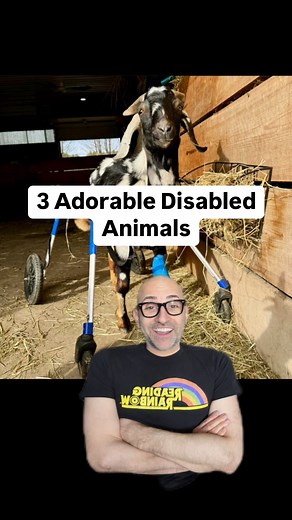 3 Adorable Animals With Disabilities Video description: this video starts with Spencer standing on the ground talking directly to the camera. He then shows three photos of three different animals with disabilities while using the green screen effect. The first animal is a little turtle that has a mini skateboard that hooks onto the bottom of his shell so that he can move around. The next photos of a dog with prosthetic attachments to his two front legs. The last photo is a goat with a wheelchair