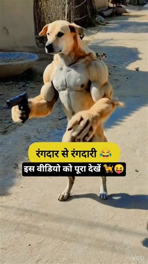 कुत्ता से मत करोVS🦮😝 रंगदारी पड़ गया भारी #dalimsharma #comedy #funny