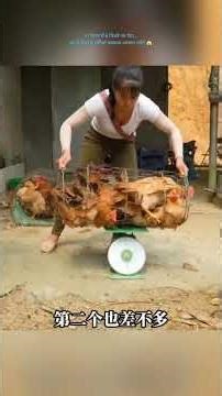 दामेई ने 1 दिन में सैकड़ों मुर्गियां पकड़कर बेच दीं 😱 पूरा फार्म खाली! #shorts