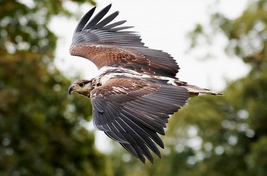 Did a Hawk Just Cross Your Path? Here’s Spiritual Meaning You Need to Know