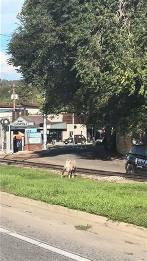 Festival ram gets loose, takes stroll through Durango