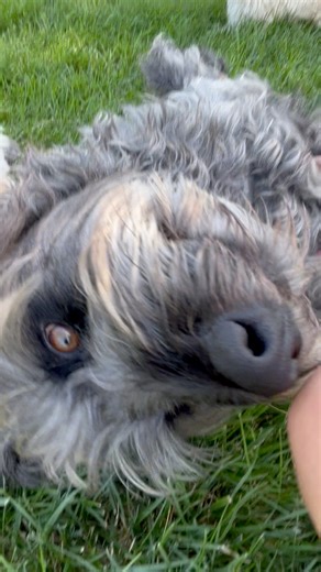 You don’t need to spend hours editing or polishing a video to make it “perfect.” Instead, record a quick 10–30 second clip of something real…a moment with a pet you’re caring for, a short tip, or a behind-the-scenes look at your day. Then post it. This approach saves time, keeps your content consistent, and helps you build confidence on camera. The more you document, the better you get. Over time, authenticity and consistency will outperform overproduced content. | Roger King Bits