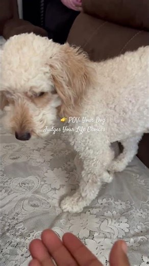 👉 POV: Your Dog Judges Your Life Choices #maplethedog #shortsfeed #doglife #viraldog