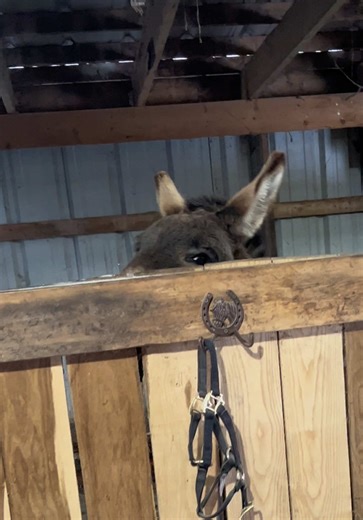 Petey likes to let everybody know when it’s time to go outside! #Peteytheseeingeyedonkey #Lunatheblindhorse #donkeysoftiktok #horsesoftiktok #bray