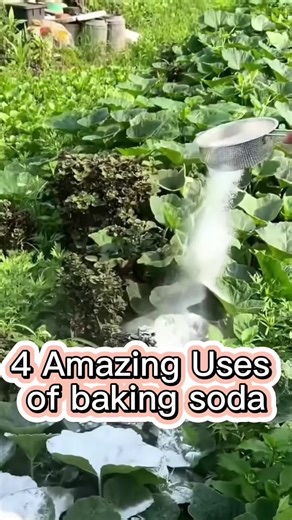 Organic Gardening Tips for Healthy Plant Growth