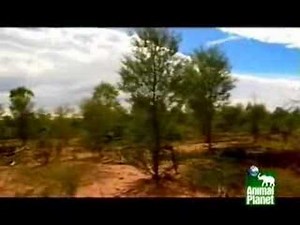 steve irwin 1962 to 2006 part1