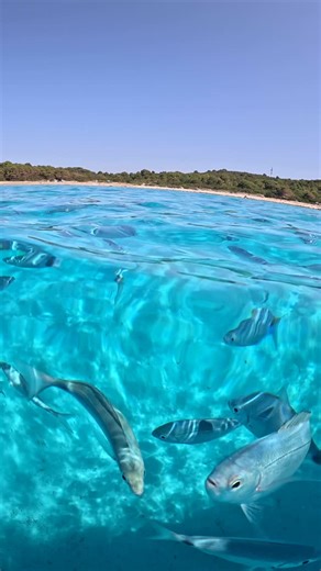 Visit Croatia on Instagram: "📍Sakarun beach 🩵 Dugi Otok #Croatia 🇭🇷 @visit.croatia ・・・ According to the official analysis and report by the European Commission and the European Environment Agency in July 2024, 🇭🇷 Croatia has been confirmed to have 𝐭𝐡𝐞 𝐜𝐥𝐞𝐚𝐧𝐞𝐬𝐭 𝐛𝐚𝐭𝐡𝐢𝐧𝐠 𝐰𝐚𝐭𝐞𝐫𝐬 𝐢𝐧 𝐄𝐮𝐫𝐨𝐩𝐞! An impressive 99.1% of Croatia’s coastal areas (886 out of 894 tested) received excellent ratings for water quality. The study included 27 EU member states. 💦 ・・・ Stunning be