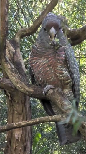 Seeing Australian Animals at the Healesville Sanctuary!