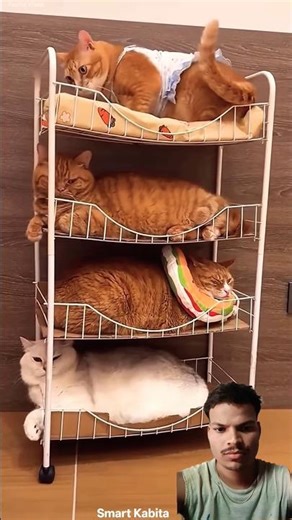 Built a four-story house for cats.#shortsvideo #shortsfeed