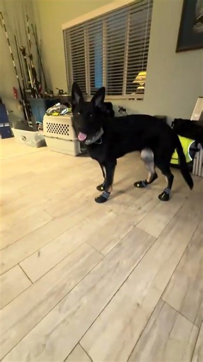 POV: Dog Wears Booties for the First Time 😂🐾