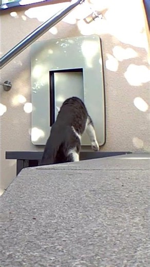 Magie? Nein, einfach nur petWALK. ✨🐱 #pets #magic #cat #home #tech #petdoor