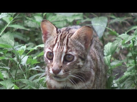 【瀕危動物】生態保育｜石虎之路 (公共電視 我們的島第596集 2011-02-28)