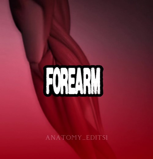 The forearm is the region of the upper limb between the elbow and the wrist, containing the radius and ulna bones. It houses over 20 muscles divided into anterior (flexor) and posterior (extensor) compartments, enabling crucial movements like wrist flexion/extension, finger movement, and forearm. #fyp #f