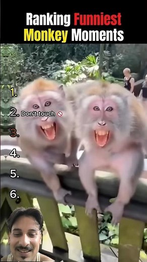 Ranking the Funniest Monkey Moments 😂🐵 #1 Will Make You Laugh Out Loud!