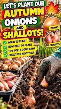Plant Onions & Shallots NOW for Next Year's Harvest! 🧅 #shorts