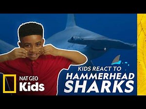 Kids React to Hammerhead Sharks! 🦈 | Nat Geo Kids