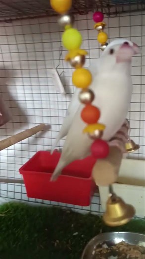 Java Sparrow Bird 🐦‍⬛♥️ #javasparrow #birds #javabird #javaee