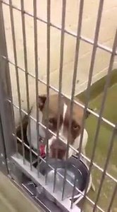 6.3K views · 166 reactions | ❥★❥ ADOPTED ❥★❥ 6/17/16 My name is...