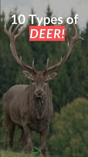 All Types of Deer Explained | Which Species Did You Know?
