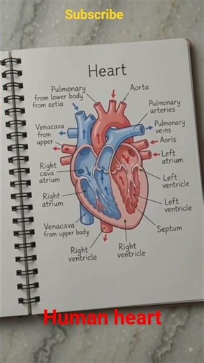 Human Heart Diagram Drawing ❤️ | Class 10 Biology | Easy Labeled Heart Diagram