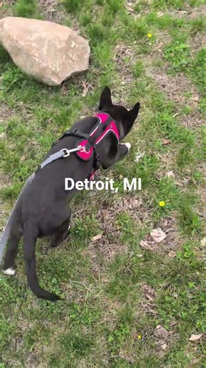 Good morning folks, make your next move your best move!! #goodmorning #love #puppy #detroit #city