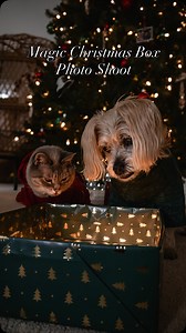 Here’s how to DIY your own “magic Christmas box” photo shoot with your pets! Mistakes I made, so you don’t have to: 1. The first box was too big. The second one was too small. So, before you wrap your box, do some test photos with your pets first to make sure it’s the right size! 2. Getting either of them to look into the box without sticking their whole head in there was a challenge! I used a combo of treat tossing (and one fake treat toss that he was NOT impressed with) and “waaaait” commands.