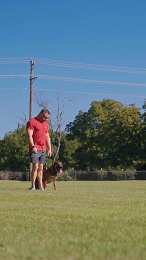 Nick doesn’t run… he launches. When the threat is real, our Executive Protection Dogs go from zero to airborne in a split second. This is what elite training, precision control, and world-class genetics look like. 💥 Aerial Bite Apprehension 💥 Lightning-fast Reaction Time 💥 Perfect Control on Command 💥 Top 1% Executive Protection Dog — Imported, Tested, and Proven At Scott’s K9, every dog is trained for the real world — for families, celebrities, and high-net-worth individuals who demand abso