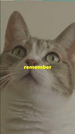 How Long Do Cats Remember You? The Surprising Truth!