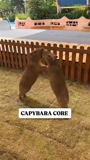 Explore the wild | 🐾 10 Truly Fascinating Facts About the Capybara — Nature’s Gentle Giant 1️⃣ They control their body temperature through water Capybaras... | Instagram