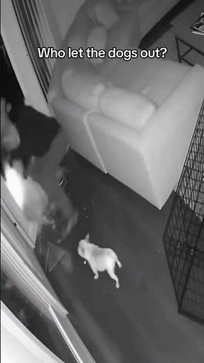 Who let the dogs out?