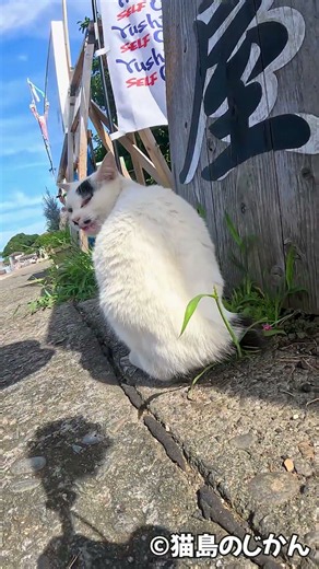 「こっちだよ」と案内してくれた先で、お尻トントンされてご機嫌になる島猫 #猫 #cat