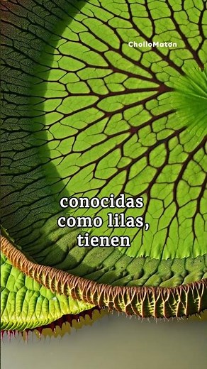 Las fascinantes curiosidades de los NENÚFARES: Más que simples flores en el agua #nenufares