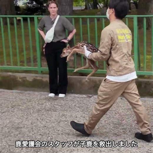 人混みの子鹿を立入禁止エリアに移動 #deerpark #奈良公園