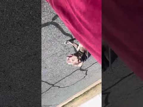 Marching with Purpose here in Love #fypp #americanbully #puppy